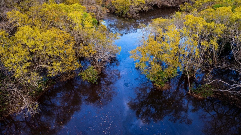 Le paysage pittoresque de la mangrove de Rú Chá est aussi beau qu'une peinture. Photo : VOV. Le paysage pittoresque de la mangrove de Rú Chá est aussi beau qu'une peinture. Photo : VOV.