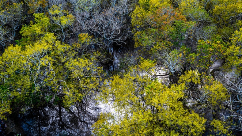 La mangrove de Rú Chá est la plus belle vers septembre chaque année, lorsque toute la mangrove se teinte de jaune et de rouge. Photo : VOV. La mangrove de Rú Chá est la plus belle vers septembre chaque année, lorsque toute la mangrove se teinte de jaune et de rouge. Photo : VOV.