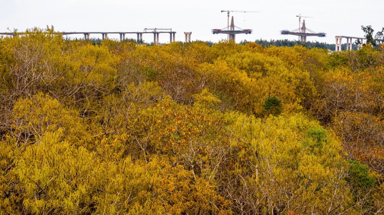 Chaque saison des feuilles dorées, Rú Chá devient un « studio naturel » pour les amateurs de photographie. Photo : VOV. Chaque saison des feuilles dorées, Rú Chá devient un « studio naturel » pour les amateurs de photographie. Photo : VOV.