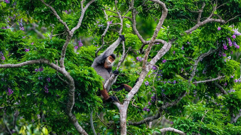 Le moment où un douc à pattes rouges casse une branche d'arbre de millettia ichthyochtona sèchée. Photo : nhandan.vn Le moment où un douc à pattes rouges casse une branche d'arbre de millettia ichthyochtona sèchée. Photo : nhandan.vn