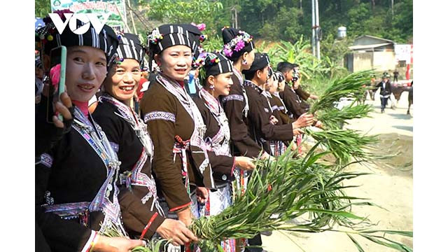 Dans les pâturages verdoyants, les femmes Lu ont élevé des buffles forts et en bonne santé pour servir la production agricole. Photo : VOV. Dans les pâturages verdoyants, les femmes Lu ont élevé des buffles forts et en bonne santé pour servir la production agricole. Photo : VOV.