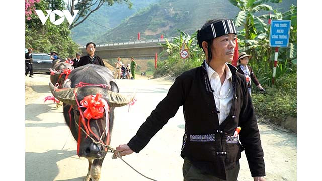 Dès le petit matin du jour principal du festival, des buffles grands, forts et beaux sont sélectionnés et amenés sur la zone de la cérémonie. Photo : VOV. Dès le petit matin du jour principal du festival, des buffles grands, forts et beaux sont sélectionnés et amenés sur la zone de la cérémonie. Photo : VOV.