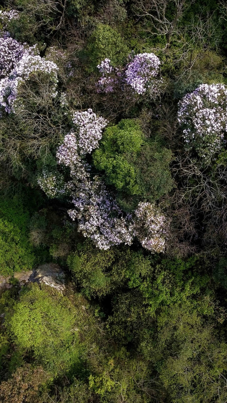 Les rhododendrons de Phia Oac sont dispersés en grappes enroulées, ressemblant à des plateaux de riz gluants roses rapprochées, faisant penser aux offrandes lors d'une cérémonie de mariage. Photo : VOV. Les rhododendrons de Phia Oac sont dispersés en grappes enroulées, ressemblant à des plateaux de riz gluants roses rapprochées, faisant penser aux offrandes lors d'une cérémonie de mariage. Photo : VOV.