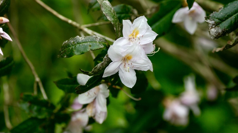 Il est très rare de voir quelques pétales d’un blanc pur. Photo : VOV. Il est très rare de voir quelques pétales d’un blanc pur. Photo : VOV.