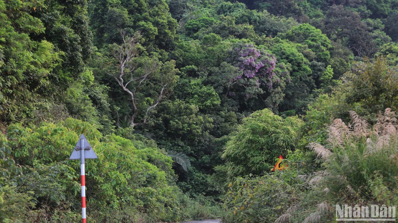La péninsule de Son Trà est connue comme le poumon vert de la ville côtière. Photo : nhandan.vn La péninsule de Son Trà est connue comme le poumon vert de la ville côtière. Photo : nhandan.vn