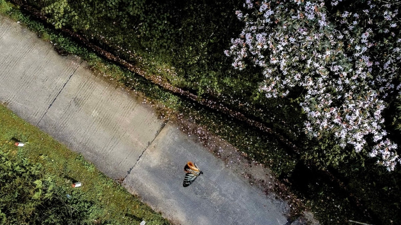 Saison des fleurs de rhododendrons au sommet de Phia Oac ảnh 4 Saison des fleurs de rhododendrons au sommet de Phia Oac ảnh 4