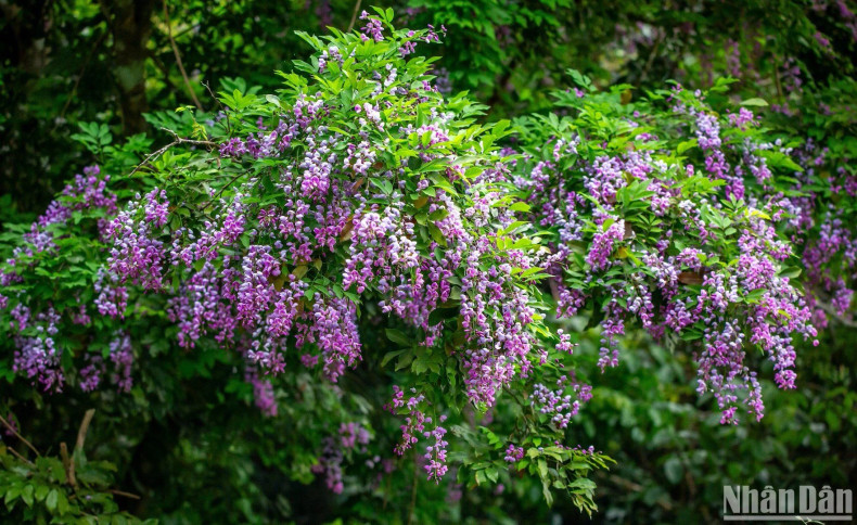 Photo : nhandan.vn Photo : nhandan.vn