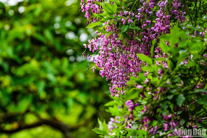 Le matin, lorsque le soleil brille sur la forêt, les couleurs des fleurs qui s'épanouissent, si belles. Photo : nhandan.vn Le matin, lorsque le soleil brille sur la forêt, les couleurs des fleurs qui s'épanouissent, si belles. Photo : nhandan.vn