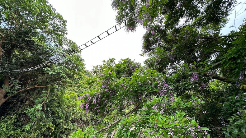 Depuis le pont de singes, le douc à pattes rouges se déplacera vers des forêts d’arbres de millettia ichthyochtona et en mangera des fleurs et des feuilles. Photo : nhandan.vn Depuis le pont de singes, le douc à pattes rouges se déplacera vers des forêts d’arbres de millettia ichthyochtona et en mangera des fleurs et des feuilles. Photo : nhandan.vn