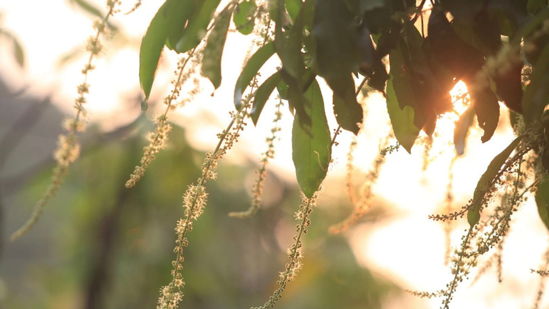 En fin d'après-midi, le soleil brille à travers les chapelets de fleurs de la péninsule de Son Trà. Photo : nhandan.vn En fin d'après-midi, le soleil brille à travers les chapelets de fleurs de la péninsule de Son Trà. Photo : nhandan.vn