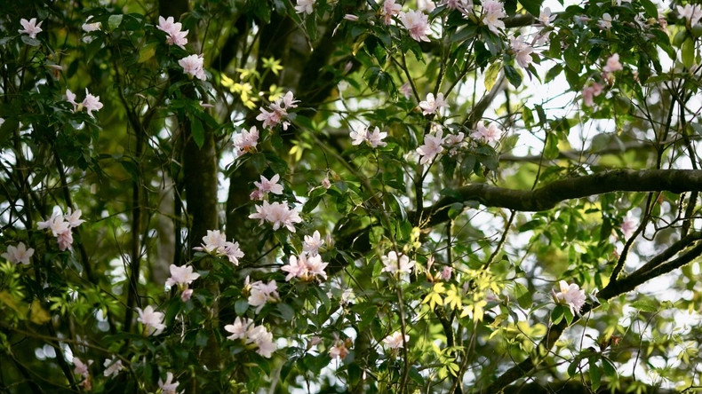 Selon les croyances populaires, les pétales d’azalée étroitement enroulés symbolisent la pure beauté d’une femme, apportant une forte vitalité et de la chance. Photo : VOV. Selon les croyances populaires, les pétales d’azalée étroitement enroulés symbolisent la pure beauté d’une femme, apportant une forte vitalité et de la chance. Photo : VOV.