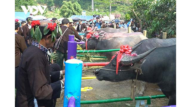 Le culte des âmes des buffles, rituel principal du festival Su Khon Khoài, est honoré par le groupe ethnique Lu comme thème principal du festival. Photo : VOV. Le culte des âmes des buffles, rituel principal du festival Su Khon Khoài, est honoré par le groupe ethnique Lu comme thème principal du festival. Photo : VOV.