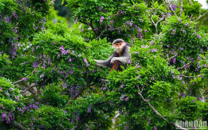 Les jeunes feuilles sont la nourriture préférée des singes et des doucs à pattes rouges de la péninsule de Son Trà. Photo : nhandan.vn Les jeunes feuilles sont la nourriture préférée des singes et des doucs à pattes rouges de la péninsule de Son Trà. Photo : nhandan.vn