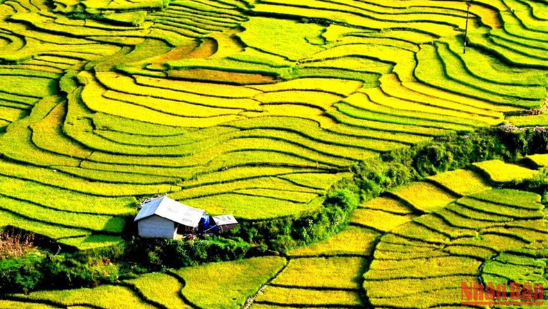 De la mi-août au début septembre, Sapa est réputée pour la beauté de ses rizières en terrasses. Photo: NDEL