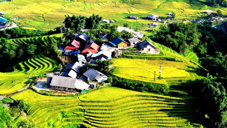 À cette époque, les rizières à flanc des collines commencent à mûrir. Photo: NDEL