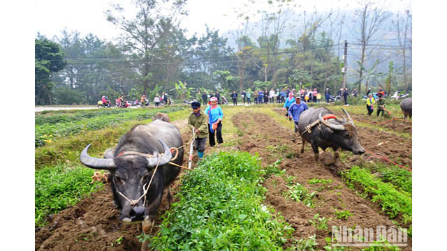 Le concours du bon labour dans la fête de descente aux champs de l’ethnie Giáy (commune de Quang Kim, province de Lào Cai). Photo: Quôc Hông/NDEL.