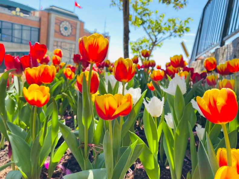 Le mont Bà Den est devenu un paradis floral avec plus de 30 espèces de fleurs, plus de 400 000 plantes et des milliers de tulipes. Photo : NDEL. Le mont Bà Den est devenu un paradis floral avec plus de 30 espèces de fleurs, plus de 400 000 plantes et des milliers de tulipes. Photo : NDEL.