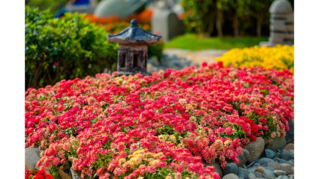Le tapis de tulipes est, en cette période, le plus beau au sommet de la montagne Bà Den. Le tapis de tulipes est, en cette période, le plus beau au sommet de la montagne Bà Den.