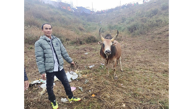 Combat de bœufs - une beauté culturelle des H'Mông ảnh 1