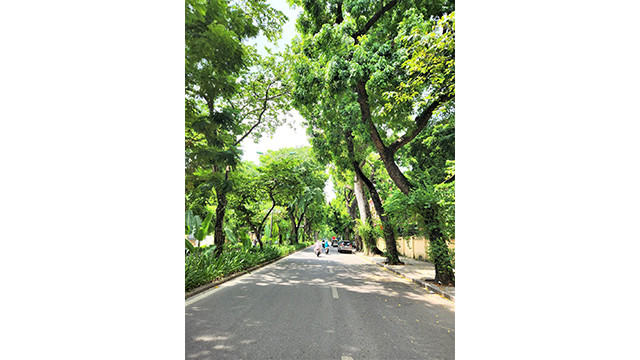 La rue Hoàng Diêu bordée d’arbres. Photo : Thuy Linh. La rue Hoàng Diêu bordée d’arbres. Photo : Thuy Linh.