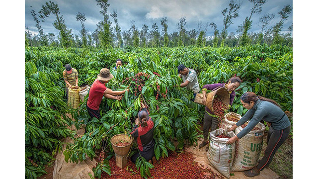 Buôn Ma Thuôt est le berceau des « meilleurs grains de café Robusta au monde », devenant ainsi la « Ville du café du monde » saluée dans le film « The Tao of coffee » produit par Warner Bros. Découverte et diffusée mondialement à la fin de novembre 2023. Photo: baoquocte.vn