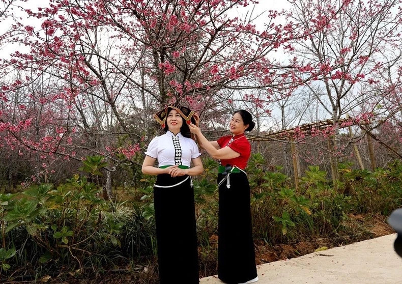 Une photo prise sous un cerisier à fleurs. Photo : NDEL.
