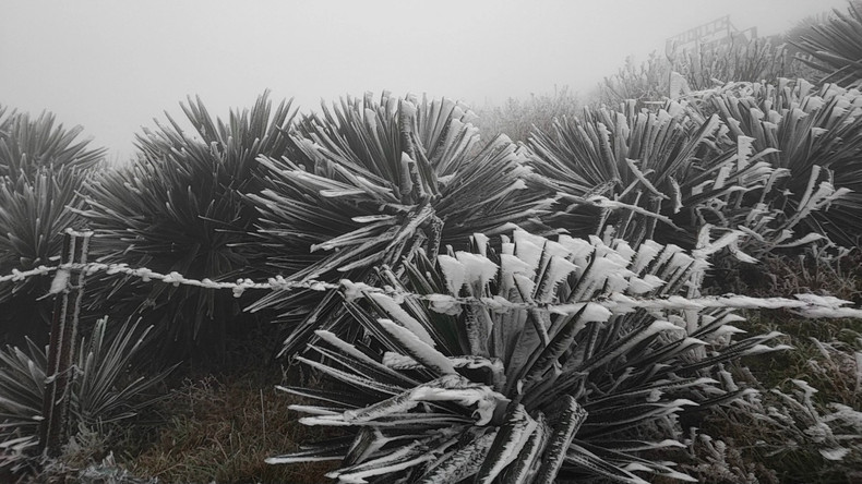 La neige et la glace couvrent le sommet de Mâu Son. Photo: VOV La neige et la glace couvrent le sommet de Mâu Son. Photo: VOV
