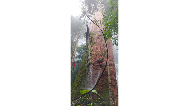 En octobre 2010, cet arbre a été reconnu par l'Association vietnamienne pour la protection de la nature et de l'environnement comme arbre du patrimoine vietnamien. Photo : tienphong.vn En octobre 2010, cet arbre a été reconnu par l'Association vietnamienne pour la protection de la nature et de l'environnement comme arbre du patrimoine vietnamien. Photo : tienphong.vn