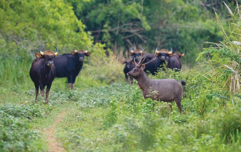 Le parc national de Cat Tiên s'efforce d'être inscrit sur la Liste verte de l'UICN ảnh 1 Le parc national de Cat Tiên s'efforce d'être inscrit sur la Liste verte de l'UICN ảnh 1