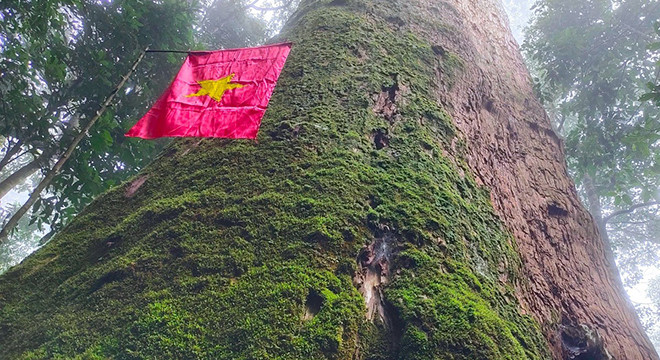 Le vieux cunninghamia konishii a de plus de 2 000 ans dans la zone centrale du parc national de Pu Mat, mesure environ 70 m de hauteur. Photo : tienphong.vn Le vieux cunninghamia konishii a de plus de 2 000 ans dans la zone centrale du parc national de Pu Mat, mesure environ 70 m de hauteur. Photo : tienphong.vn