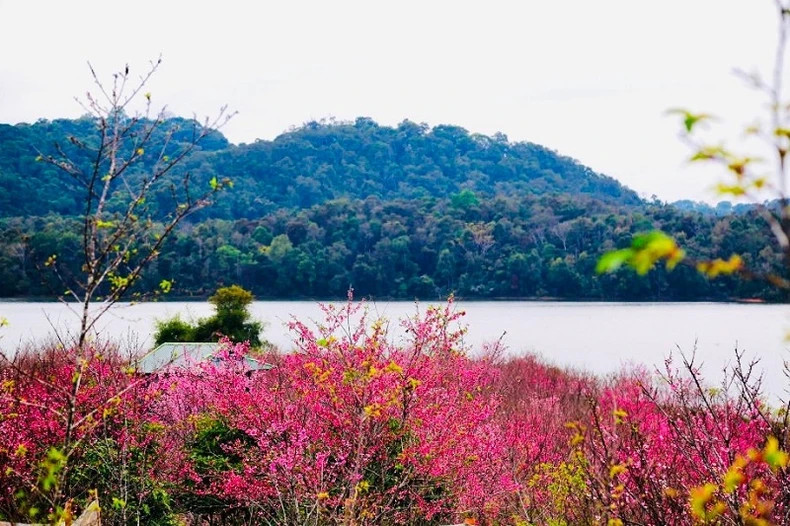 Les cerisiers se rivalisent pour montrer leur beauté. Photo : NDEL.