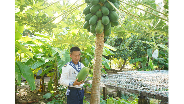 De nombreux arbres fruitiers sont cultivés sur l'île. Le verdissement de Truong Sa crée de beaux paysages et à permettre d’alimenter les soldat. Photo : baobacgiang.com.vn De nombreux arbres fruitiers sont cultivés sur l'île. Le verdissement de Truong Sa crée de beaux paysages et à permettre d’alimenter les soldat. Photo : baobacgiang.com.vn