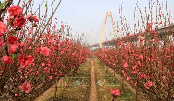 La fleur de pêcher. Photo : VNA La fleur de pêcher. Photo : VNA