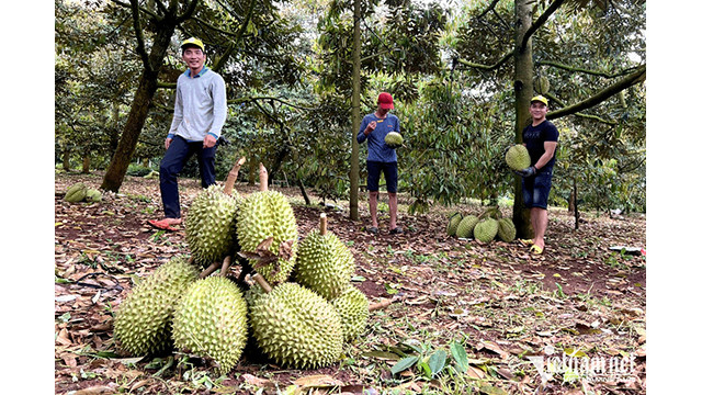 Ce fruit de spécialité du Vietnam pourrait rapporter un milliard de dollars en 2023. Photo : vietnamnet.vn Ce fruit de spécialité du Vietnam pourrait rapporter un milliard de dollars en 2023. Photo : vietnamnet.vn