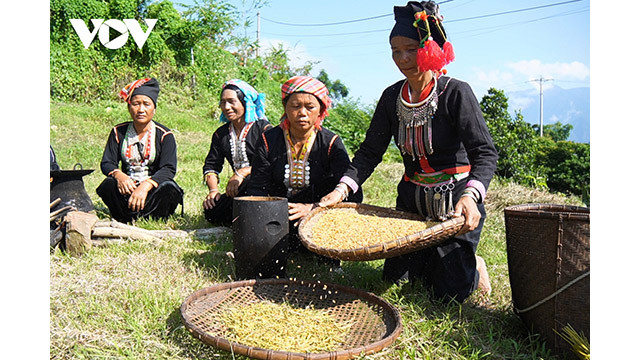 Les gerbes de riz récoltées sont séparées en graines de la manière traditionnelle des Khơ Mú. Photo : VOV.