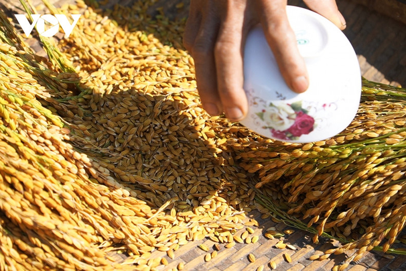 Le riz pour faire le « cốm » (gluant jeune en granules aplaties) doit être meilleur avec des grains ronds. Photo : VOV.
