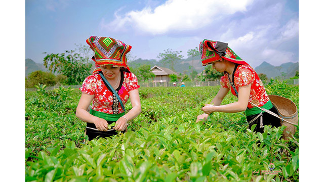 Môc Châu est réputée pour ses collines de thé verdoyantes, offrant des paysages changeants selon les saisons. Photo: Télévision de Môc Châu