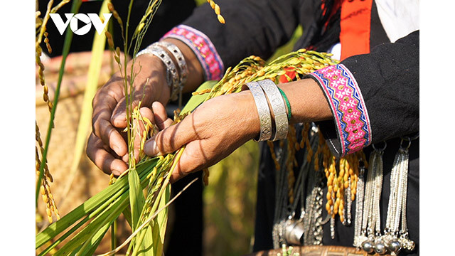 Après ils sont tamisés, puis torréfiés pour préparer le « cốm ». Photo : VOV.