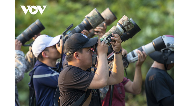 Les caméramans de service se réjouissent de « chasser » les beaux moments où le langur douc à pattes brunes saute sur les branches recouvertes de fleurs jaunes de Peltophorum pterocarpum. Photo : VOV. Les caméramans de service se réjouissent de « chasser » les beaux moments où le langur douc à pattes brunes saute sur les branches recouvertes de fleurs jaunes de Peltophorum pterocarpum. Photo : VOV.