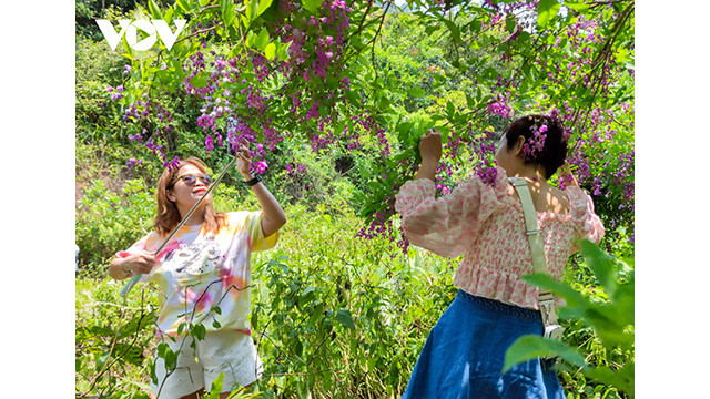 La péninsule de Son Trà est une forêt naturelle avec une grande valeur en ressources et un écosystème diversifié pour Dà Thanh. Photo : des grappes de millettia ichthyochtona sont brillantes au soleil. Photo : VOV. La péninsule de Son Trà est une forêt naturelle avec une grande valeur en ressources et un écosystème diversifié pour Dà Thanh. Photo : des grappes de millettia ichthyochtona sont brillantes au soleil. Photo : VOV.