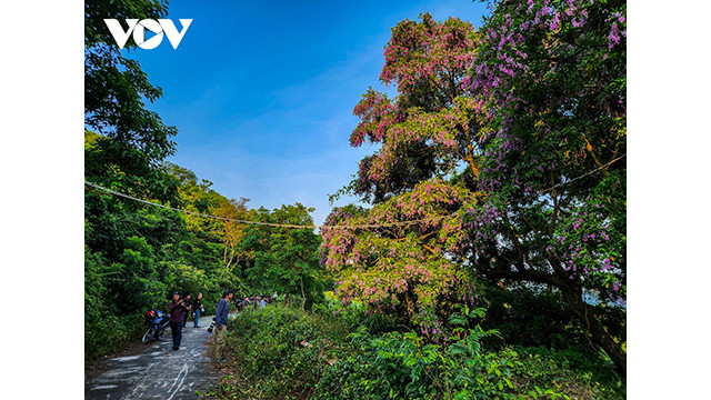 Des ponts de cordes sont installés, aidant les primates à se déplacer pour se nourrir en toute sécurité. Photo : VOV. Des ponts de cordes sont installés, aidant les primates à se déplacer pour se nourrir en toute sécurité. Photo : VOV.