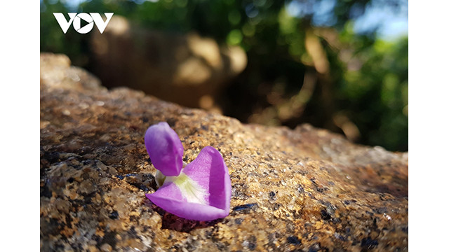 Un pétale de la fleur de millettia ichthyochtona. Photo : VOV. Un pétale de la fleur de millettia ichthyochtona. Photo : VOV.