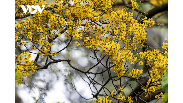 La saison de floraison des Peltophorum pterocarpum est également l'occasion pour les habitants, les touristes et les photographes de partout de se réunir à Son Trà et de « chasser » de belles photos de ses paysages. Photo : VOV. La saison de floraison des Peltophorum pterocarpum est également l'occasion pour les habitants, les touristes et les photographes de partout de se réunir à Son Trà et de « chasser » de belles photos de ses paysages. Photo : VOV.