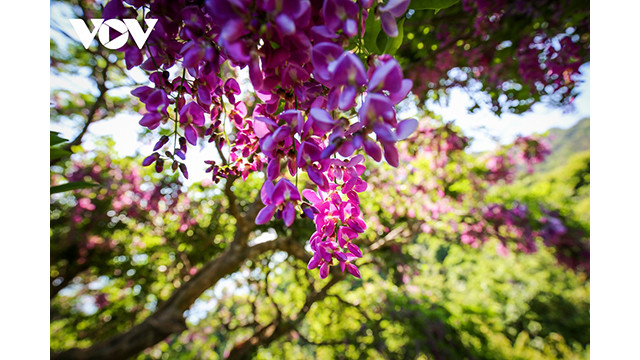 Chaque mois de mai, le millettia ichthyochtona fleurit, couvrant de violet le flanc de la montagne ou la péninsule de Son Trà. Photo : VOV. Chaque mois de mai, le millettia ichthyochtona fleurit, couvrant de violet le flanc de la montagne ou la péninsule de Son Trà. Photo : VOV.