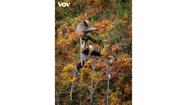 La couleur rouge s'étend jusqu'aux falaises. Photo : VOV. La couleur rouge s'étend jusqu'aux falaises. Photo : VOV.