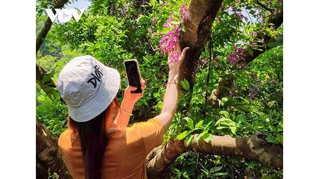 Les visiteurs seront ravis de voir la couleur violette vibrante de cette fleur. Photo : VOV. Les visiteurs seront ravis de voir la couleur violette vibrante de cette fleur. Photo : VOV.