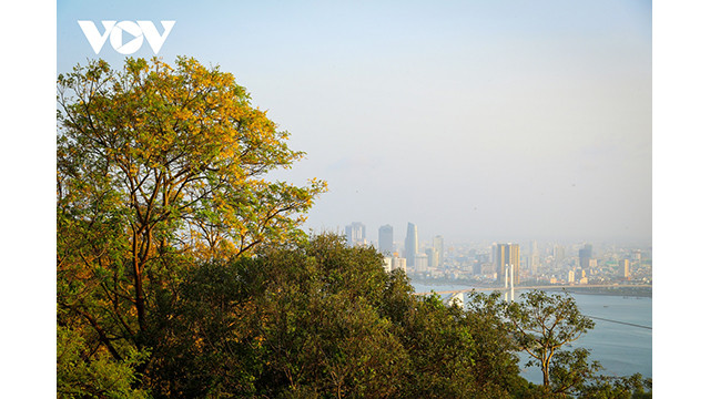 Le Peltophorum pterocarpum est un arbre qui pousse assez bien sur la péninsule de Son Trà. Photo : VOV. Le Peltophorum pterocarpum est un arbre qui pousse assez bien sur la péninsule de Son Trà. Photo : VOV.