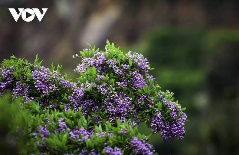 La beauté déchirante des fleurs violettes et les langurs ont créé une peinture de la nature attirant des gens y venir. Photo : VOV. La beauté déchirante des fleurs violettes et les langurs ont créé une peinture de la nature attirant des gens y venir. Photo : VOV.