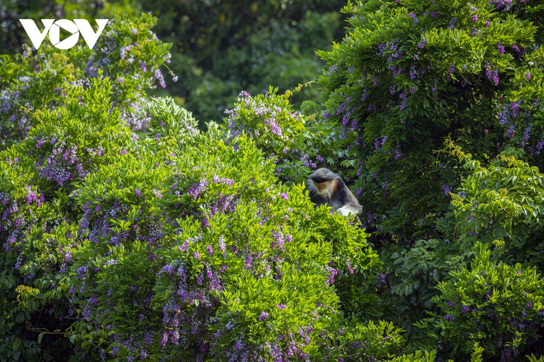 Un douc langur à pattes brunes se prépare à se nourrir de feuilles de millettia ichthyochtona. Photo : VOV. Un douc langur à pattes brunes se prépare à se nourrir de feuilles de millettia ichthyochtona. Photo : VOV.