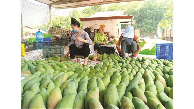 Chaque année, toute la province a ensaché environ 14 millions de fruits, dont principalement des mangues, des pomelos à peau verte, des pomme cannelles, des goyaves. Photo : thuonghieuvaphapluat.vn